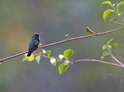 Glittering-bellied Emerald