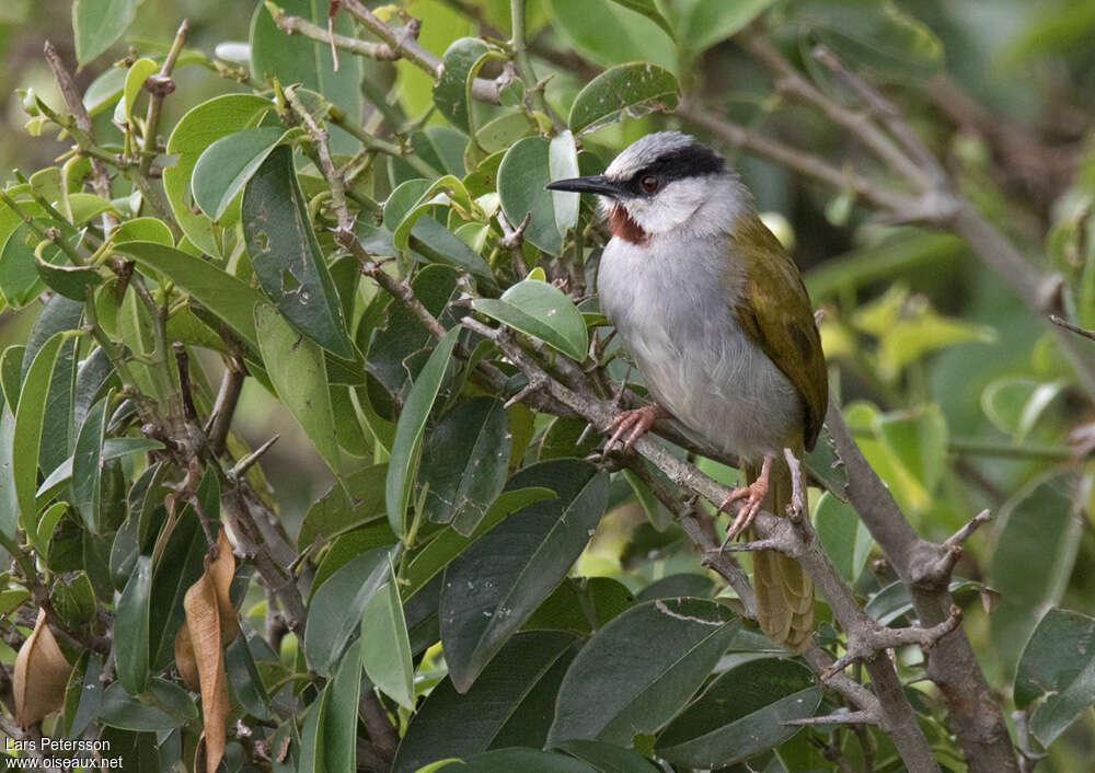 Éminie à calotte griseadulte, identification