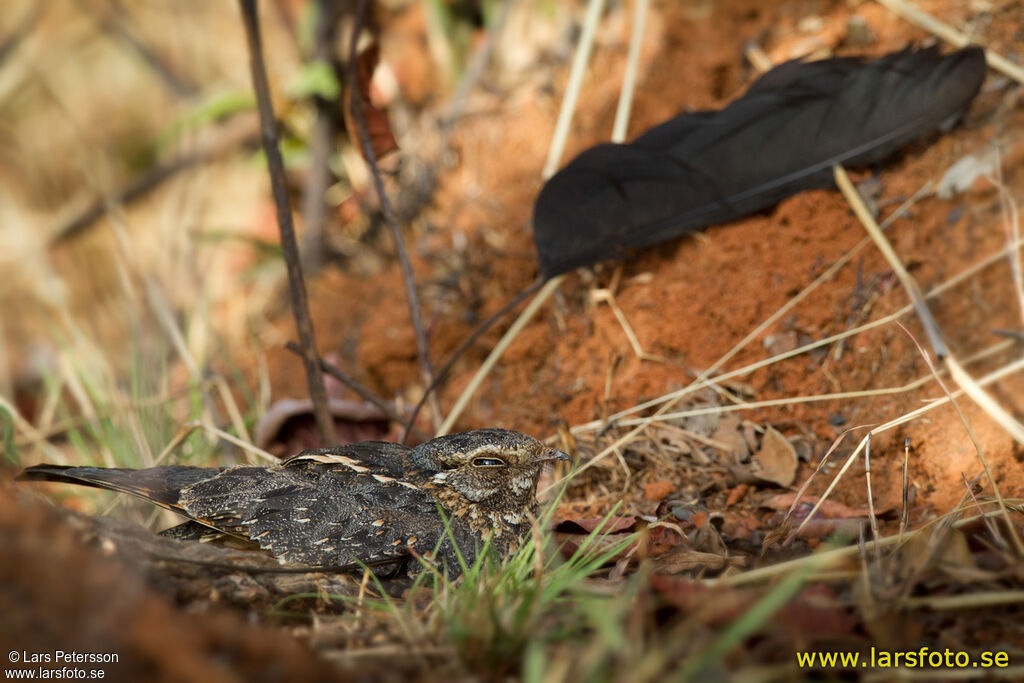 Standard-winged Nightjar