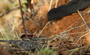 Standard-winged Nightjar