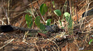 Standard-winged Nightjar