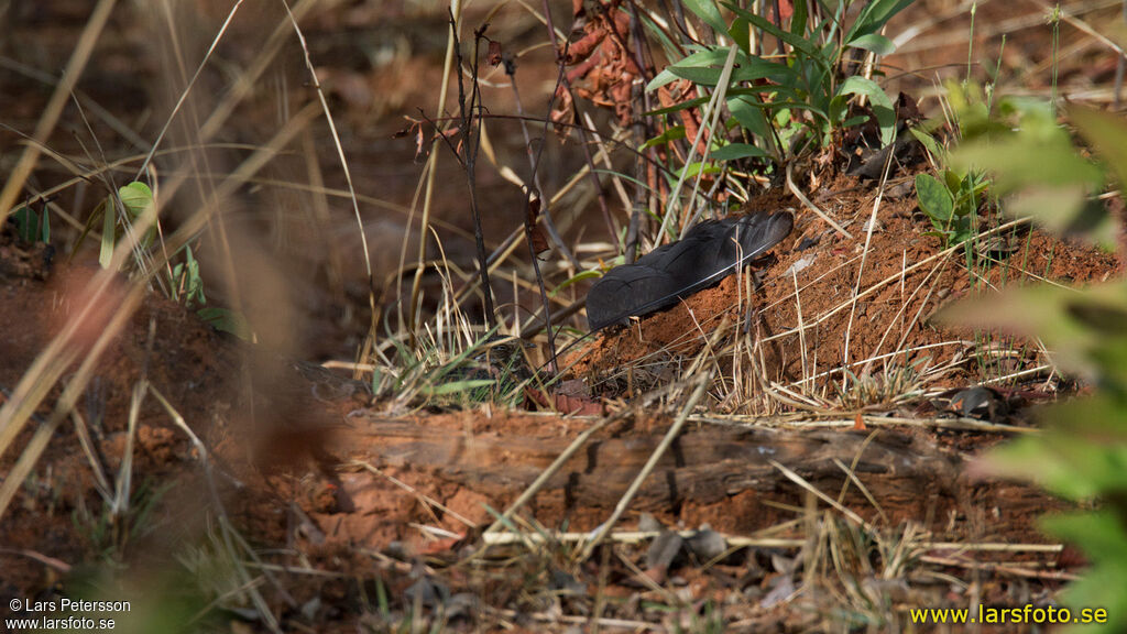 Standard-winged Nightjar