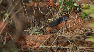 Standard-winged Nightjar