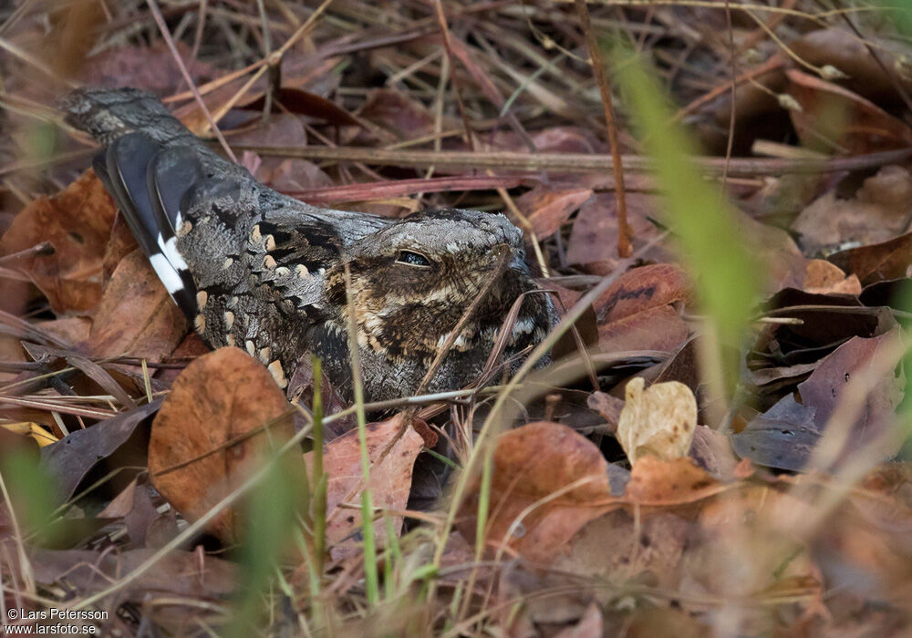 Rufous-cheeked Nightjar