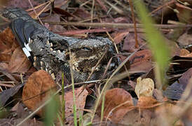 Rufous-cheeked Nightjar