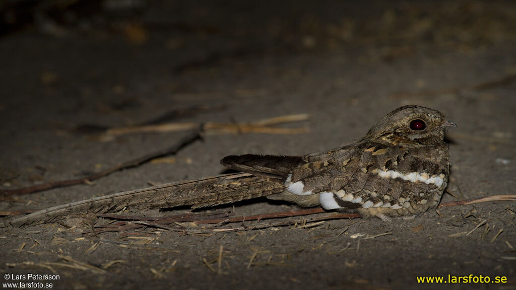 Long-tailed Nightjar