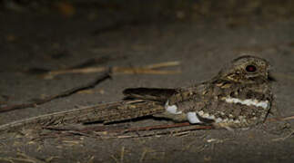 Long-tailed Nightjar