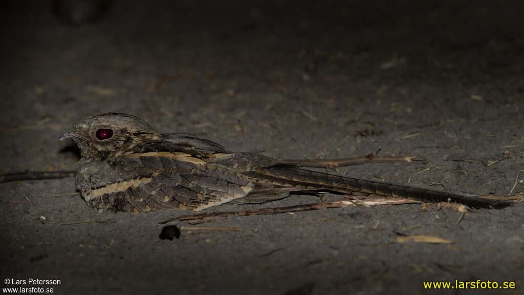 Long-tailed Nightjar