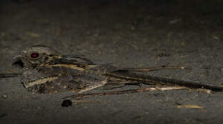 Long-tailed Nightjar