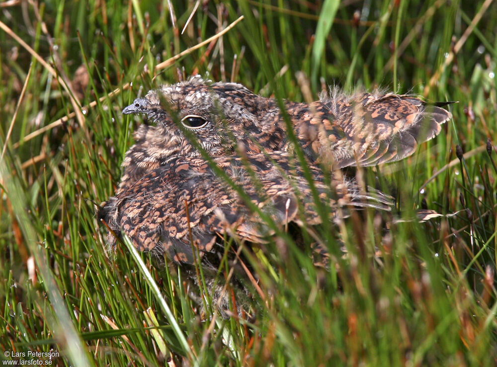 Band-winged Nightjar