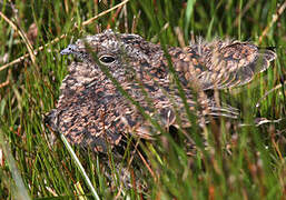 Band-winged Nightjar