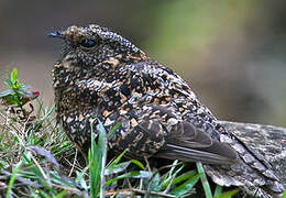 Band-winged Nightjar