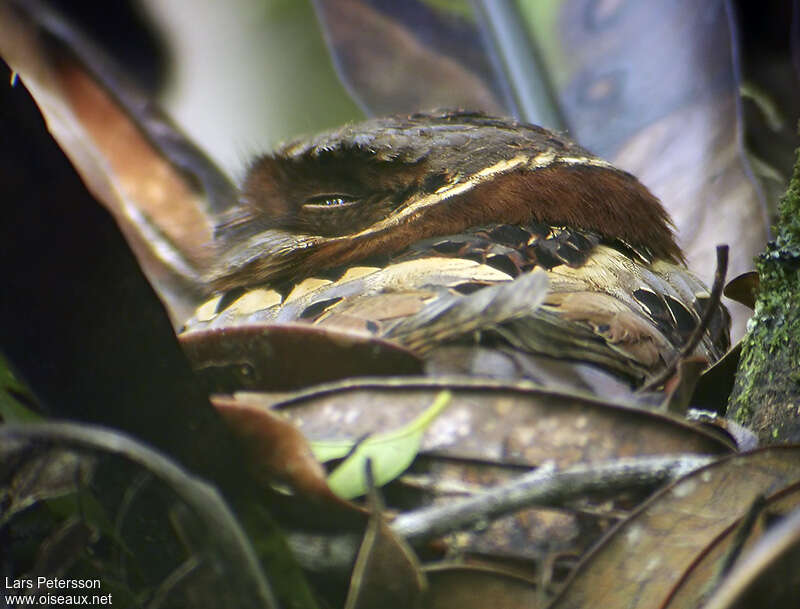 Collared Nightjaradult, close-up portrait, camouflage, pigmentation