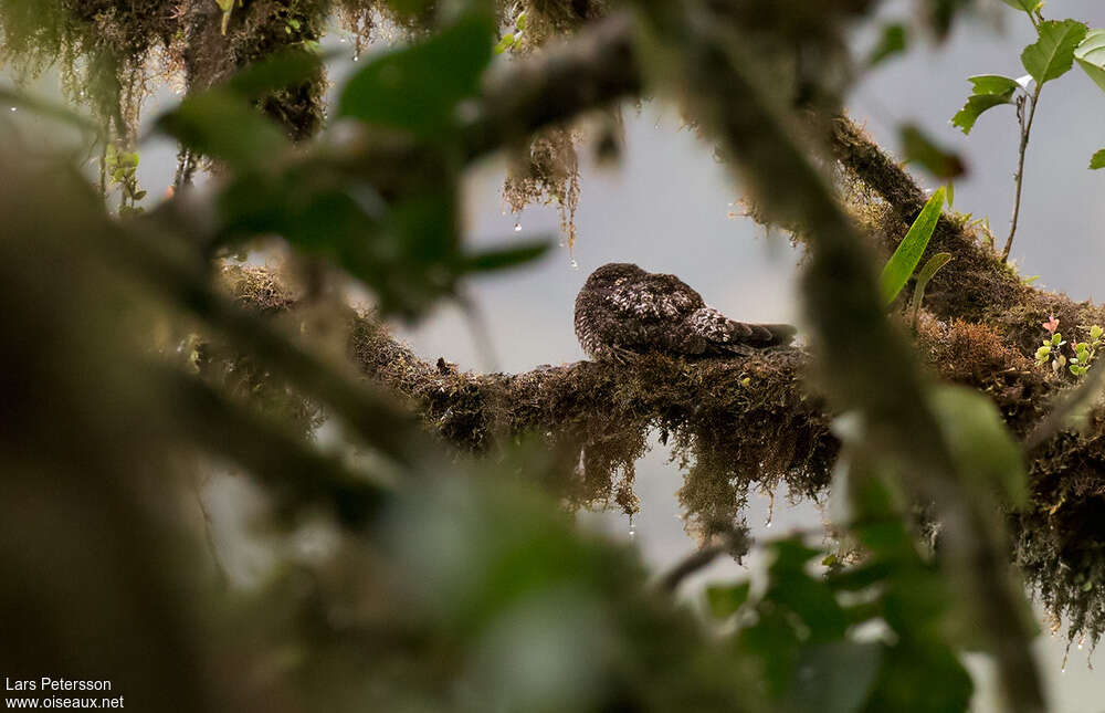 Rufous-bellied Nighthawk