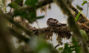 Rufous-bellied Nighthawk