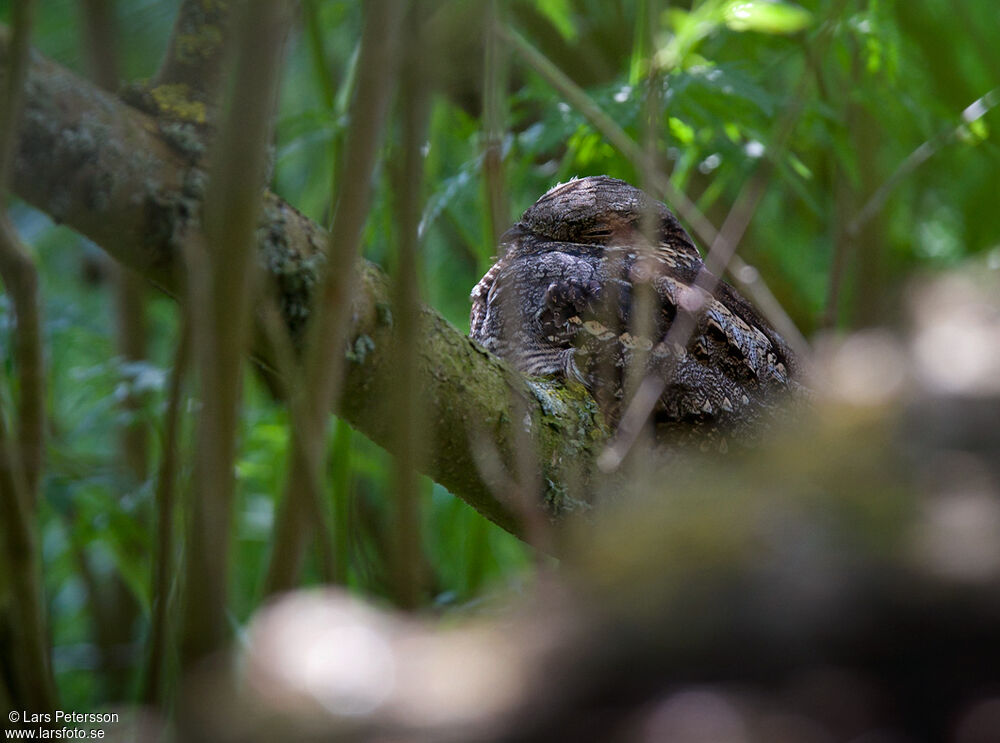 European Nightjar