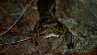 Large-tailed Nightjar