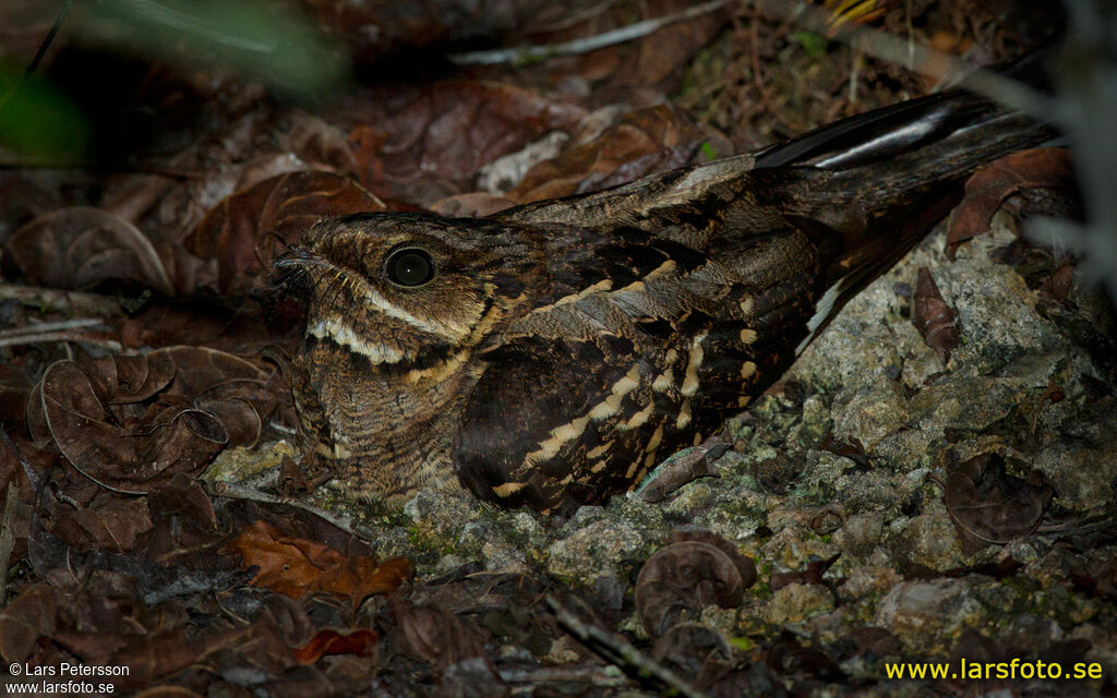 Large-tailed Nightjar