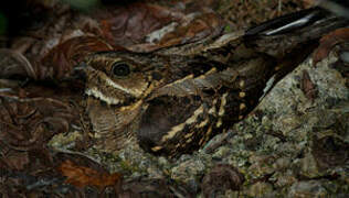 Large-tailed Nightjar