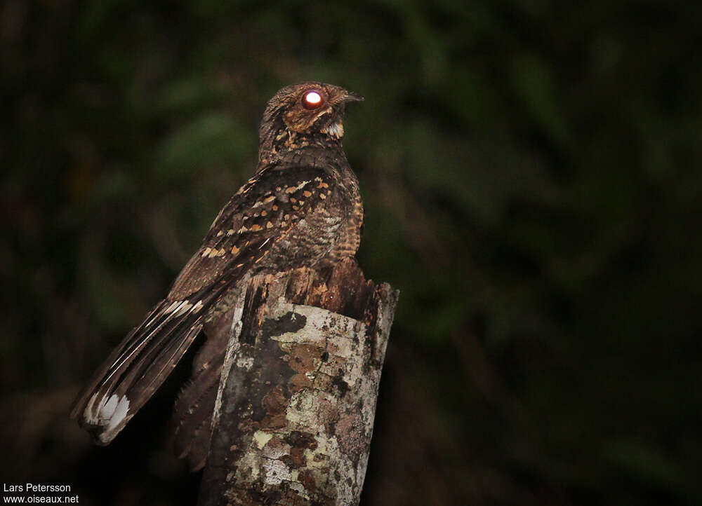 Mees's Nightjar