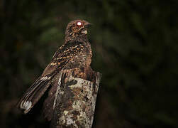 Mees's Nightjar