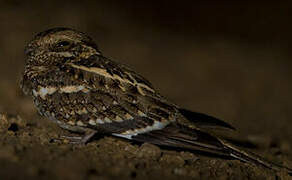 Slender-tailed Nightjar