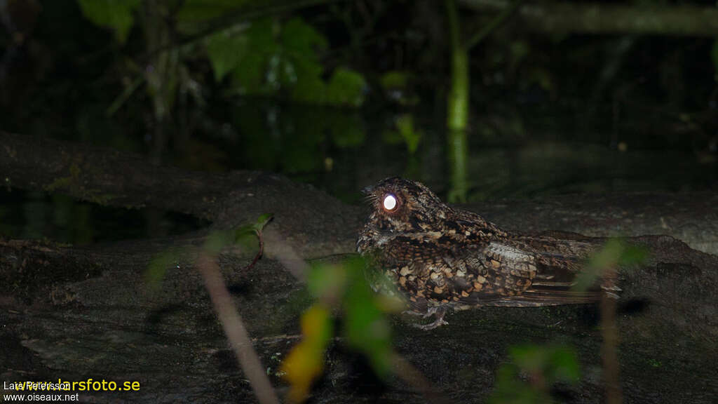 Salvadori's Nightjar