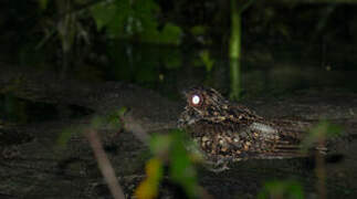 Salvadori's Nightjar