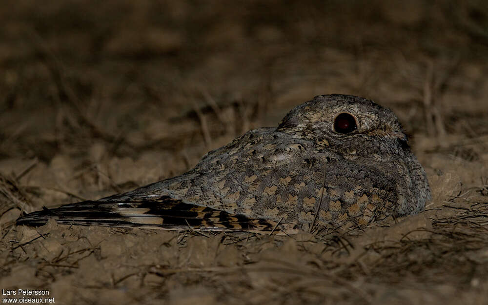 Sykes's Nightjar, identification