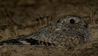 Sykes's Nightjar