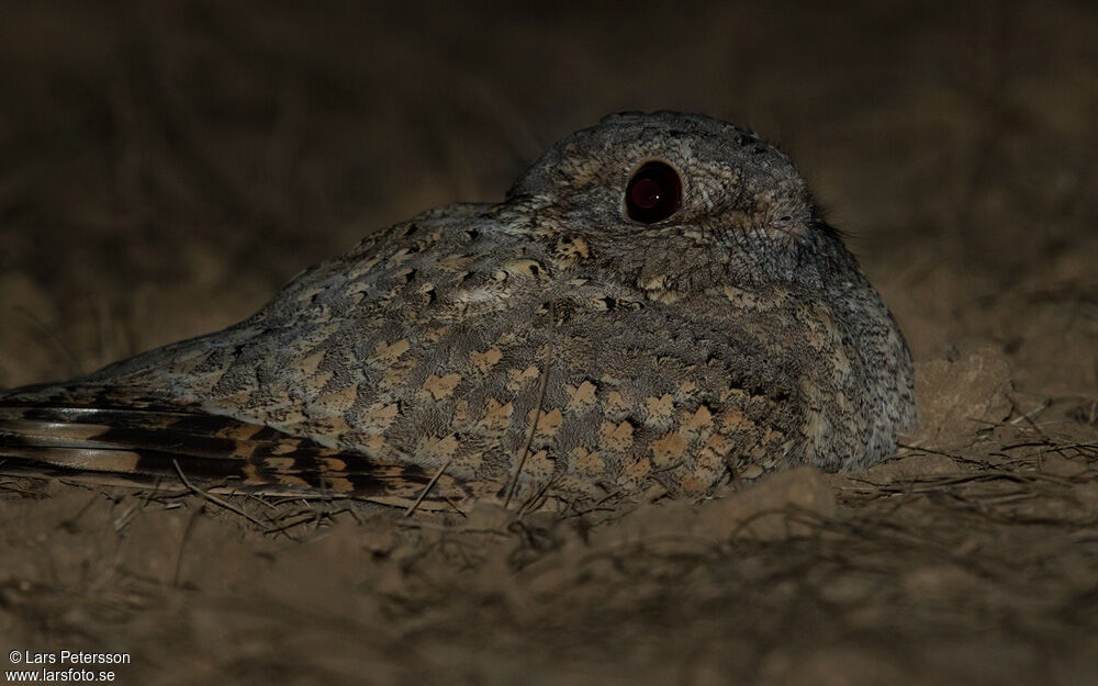 Sykes's Nightjar