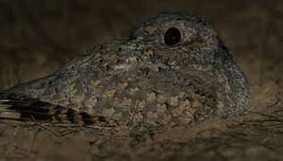 Sykes's Nightjar