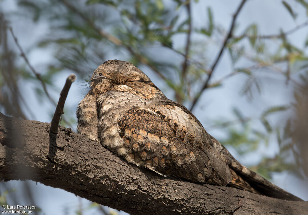 Jungle Nightjar