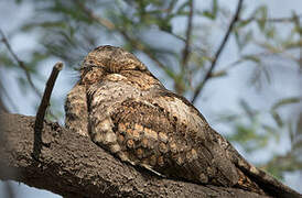 Jungle Nightjar