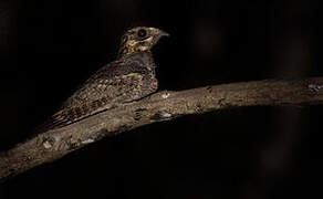 Jungle Nightjar