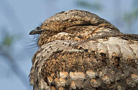 Jungle Nightjar