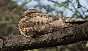 Jungle Nightjar