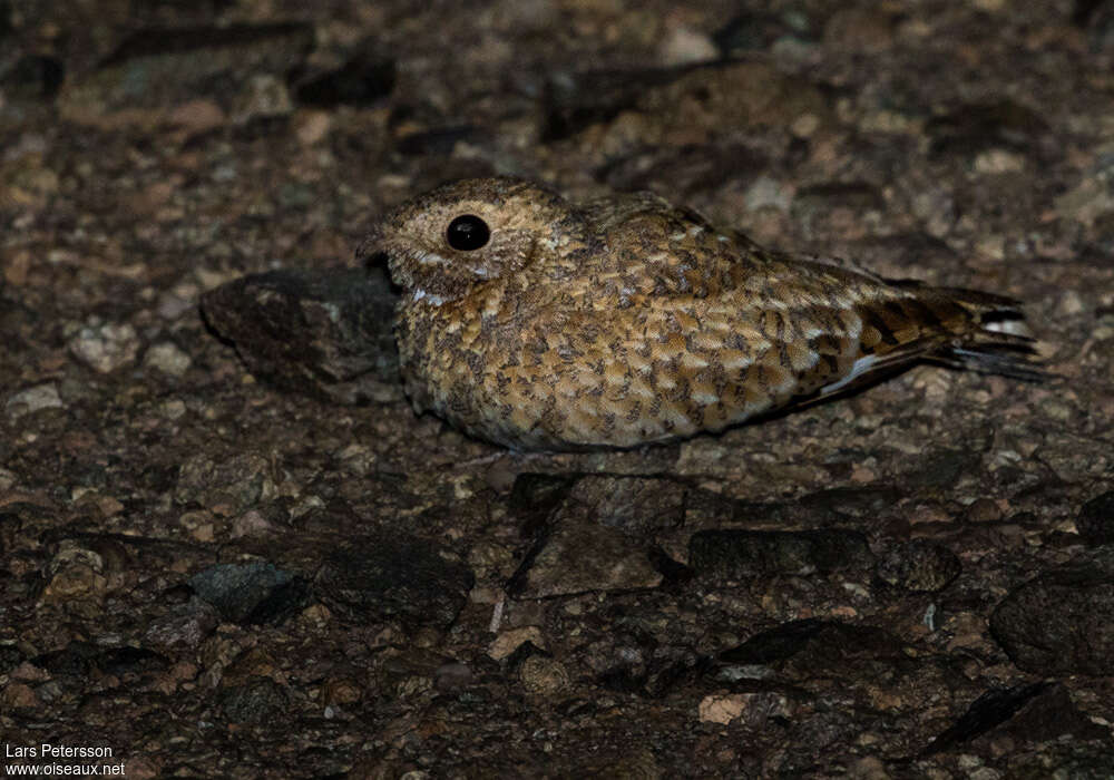 Golden Nightjar, identification