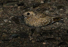 Golden Nightjar