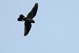 Band-tailed Nighthawk