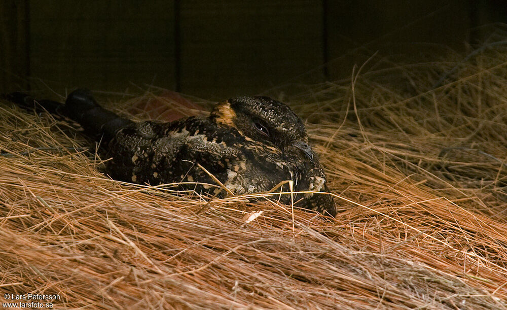 Lyre-tailed Nightjar