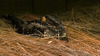 Lyre-tailed Nightjar