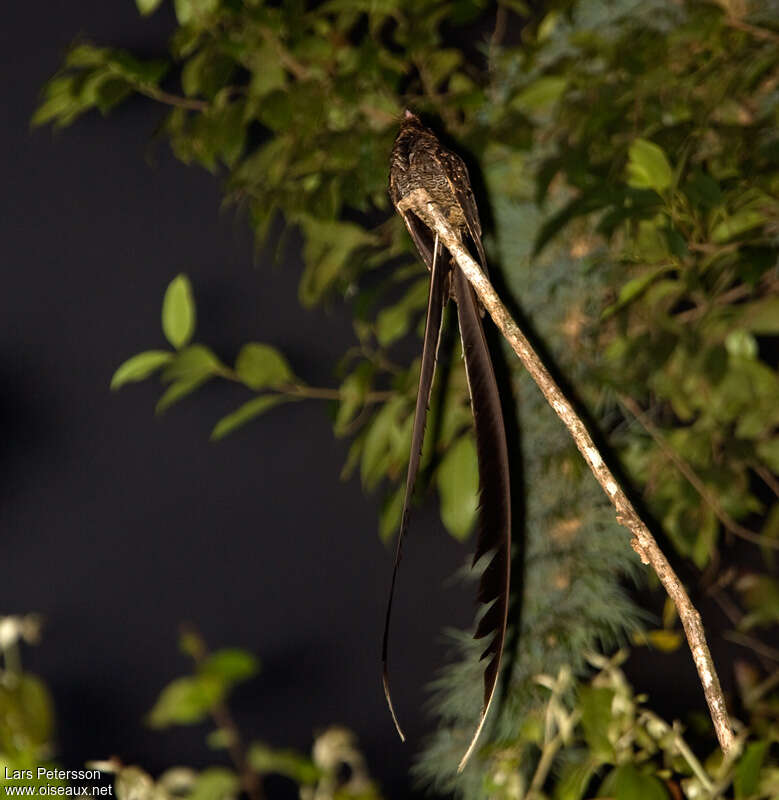 Lyre-tailed Nightjar male adult, identification