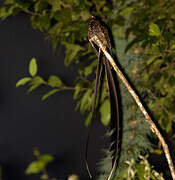 Lyre-tailed Nightjar