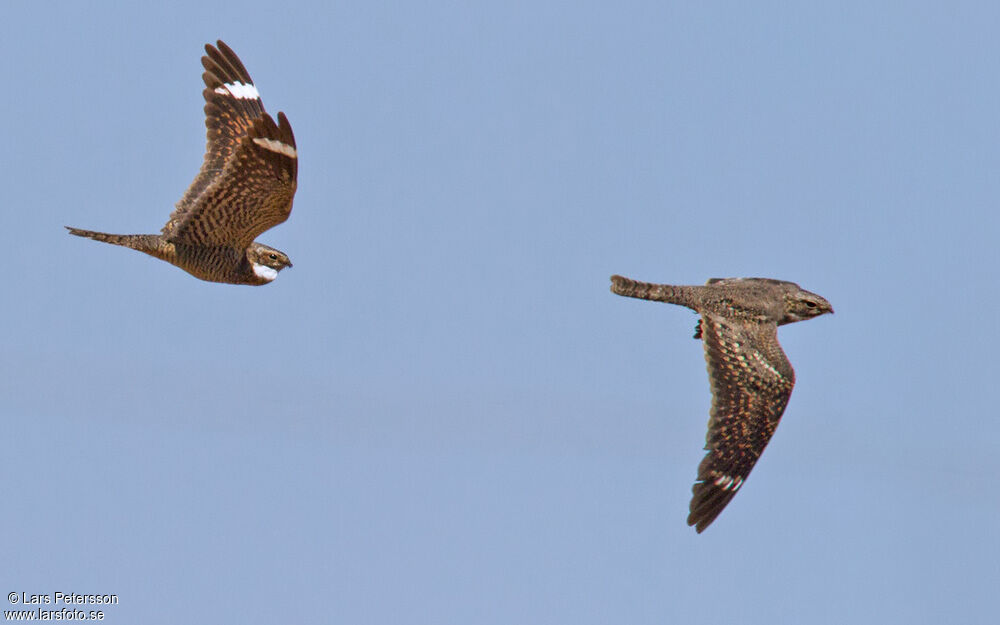 Lesser Nighthawk