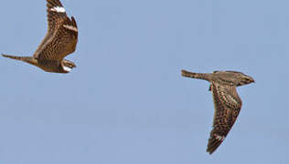 Lesser Nighthawk