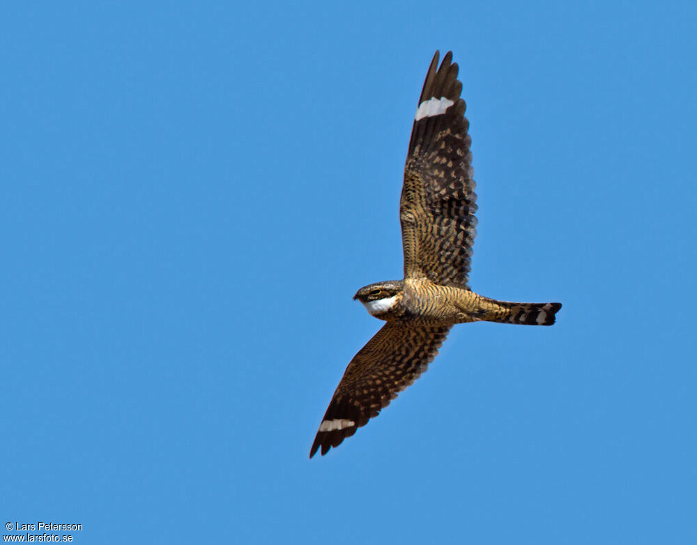 Lesser Nighthawk