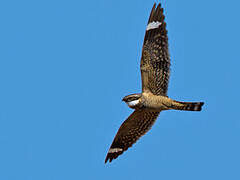 Lesser Nighthawk