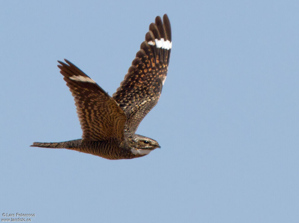 Lesser Nighthawk