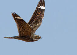 Lesser Nighthawk